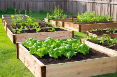 Building DIY Raised Garden Beds for Fresh Produce